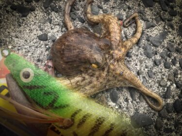 【ダイソー釣具】100均のタコエギって本当に釣れるのか？実釣で検証！