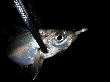 【ダイソー釣具】実釣でアジが本当に釣れた！でもアジングには不向きのジグヘッドデルタ