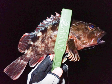 【キャンドゥ釣具】100円魚つかみトングは便利なのか？使えるレベルなのか？実釣で検証！