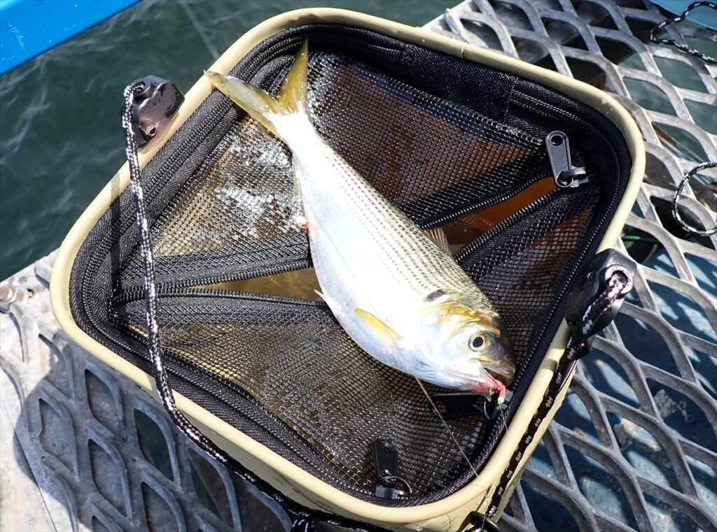 【ダイソー釣具】実釣検証！もう絶対に魚が飛び出さない！サビキ釣りで活躍する釣り用活かしバケツ