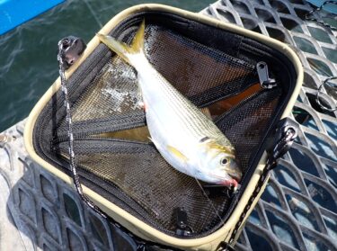 【ダイソー釣具】実釣検証！もう絶対に魚が飛び出さない！サビキ釣りで活躍する釣り用活かしバケツ