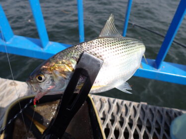 【ダイソー釣具】実釣検証で確かな能力を実感！しっかりキャッチの魚つかみブラック