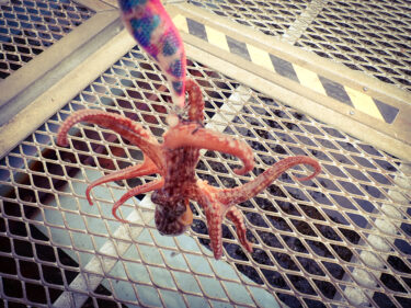 Actual fishing verification Daiso fishing gear squid jigs octopus fishing