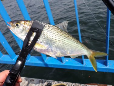 【ダイソー釣具】100均釣竿をサビキ釣りで実釣検証！初心者におすすめのダイソー振り出し竿