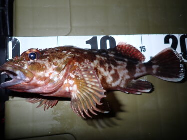 【ダイソー釣具】実釣検証！やっぱりスゴい！カサゴ連発のダイソー胴突仕掛けを徹底解説